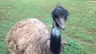 Vlog- Kentucky Down Under
