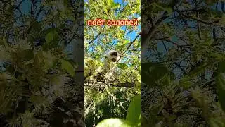 01.05.2024г. Мурзик🐱 Пение соловья