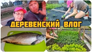 КАК УСПЕТЬ ВСЁ ЗА ОДИН ВЕЧЕР: ВСКОПАТЬ, 🥦ПРОПОЛОТЬ, 🥕ПОСАДИТЬ, 🥬ПОЛИТЬ И ЕЩЕ ШАШЛЫЧЕК ПОЖАРИТЬ 😉