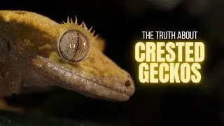 10 Things You Should Know Before Buying A Crested Gecko