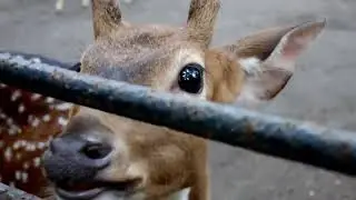 Ngasih Makan rusa