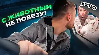 МАРАМОИ В ТАКСИ | Х**ВО что с животным нельзя! | Тариф КОМФОРТ+