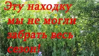 Эту находку мы не могли забрать весь сезон!