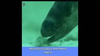 АНУС МОРСКОГО ОГУРЦА ПРИНИМАЕТ ГОСТЕЙ