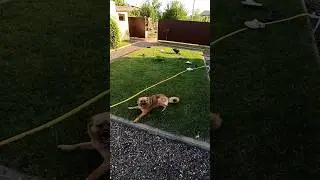 Найда украла тапки😱