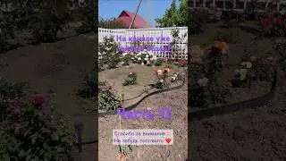 Ч.12 Обзор роз с названиями #огород #рекомендации #обзор #розы #саженцы #распаковка #капельныйполив