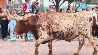🤠 Fort Worth Longhorns 🤠