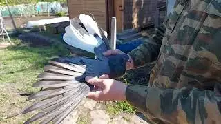 Николаевские голуби