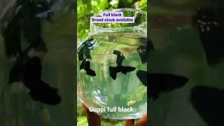 guppi#guppies#гуппи
