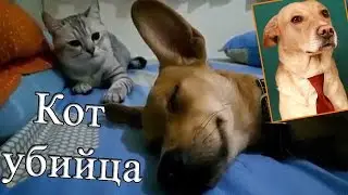 Кот убийца...
