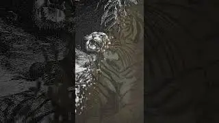 Champawat Tiger: The Deadliest Tigress In History 