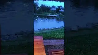 Мне очень понравился ресторан, тут можно посетить ферму, где выращивают уток, коз, пони, рыбу и тд…