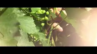 Champagne Desboeufs & Fils - Famille 01