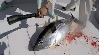 She BEAT it With a bat... Here's WHY - Catch Clean Cook -Yellowfin Tuna