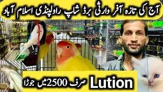 Big Offer Lutino 2500 Pair Rawalpindi Islamabad
