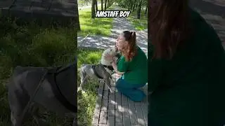 Амстафф Бой залижет )) 