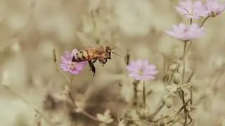 Summer Meadow | Composed by B.Manuel