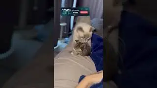 Mia decided the kittens might get cold) | Video author: @valeriyavd