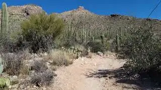 Hiking Pima Canyon Trail - Tucson, Az Out of breath! 😅
