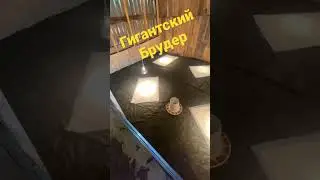 Мегабрудер