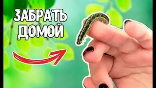 ЧТО, ЕСЛИ забрать ГУСЕНИЦУ ДОМОЙ?