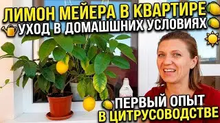 ВЛОГ : Лимон Мейера в квартире🍋Уход в домашних условиях🍋Первый опыт в Цитрусоводстве