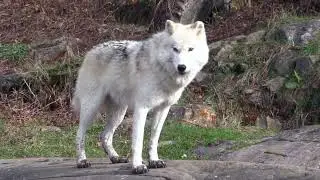 wolves free use and No Copyright to subscriber
