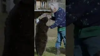 This man hikes with bears 🐻 #ytshorts #bear #hike #pets #bears #beastly #animals