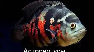Астронотусы с пираньями