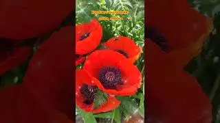 Доброе утро,хорошего дня открытки на каждый день #открытка #доброеутро #видеооткрытка #доброеутречко