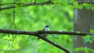 Pied Flycatcher