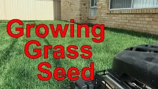 How To Grow A Lawn From Seed