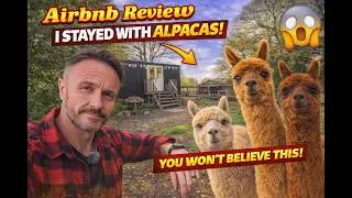 Airbnb review - Alpacas at 