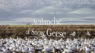 Avalanche of Snow Geese!