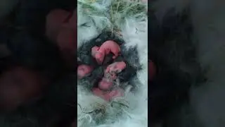 Рекорд по количеству рождённых крольчат за 1 раз.