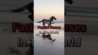 TOP 10 Fastest Horses In The World. #shorts #trending #viralvideo