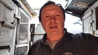 Что делать крольчиха давит крольчат.