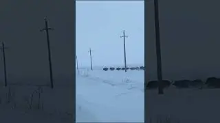 Дикий кабан харам