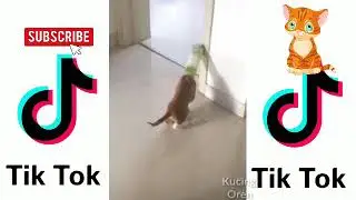 #Kucinglucutiktok #kucingoren KUMPULAN KUCING LUCU BANGET TIKTOK 😘 #19 - Kucing Oren