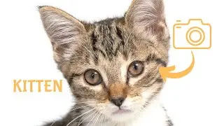 Our BEST Cat Photography Tips
