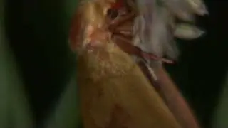 Dance of the Ghost Moths