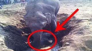 For 11 hours the poor elephant was digging a hole  The reason amazed everyone!