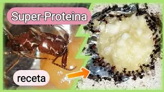 🚩Cómo hacer PROTEINA PARA HORMIGAS casera (Tutorial receta) PASO A PASO// Guia nutricional
