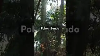 Pohon Bendo Besar #belajardarialam