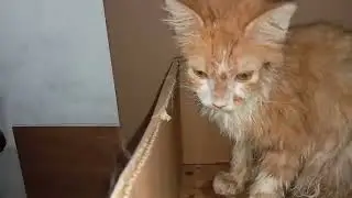 Anak Kucing Manise Meong Meong