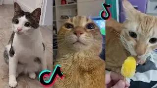 cats🤯😁funny moments🤣 part 6 cute cats #shortsvideo #cute #viral #cat #shortsfeed #funnymoments
