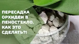 ПОСАДКА ОРХИДЕИ в пеностекло. ЭКСПЕРИМЕНТ.