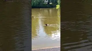 Вестник в Пути. Поэзия Бян-Кин-До.