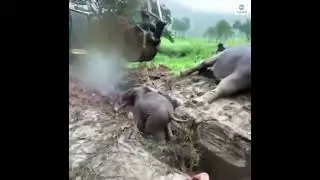 Réanimation cardiaque réussie pour cet éléphant en détresse
