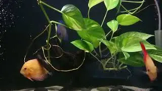 Newly added plants to Discus tank